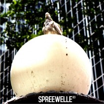 Spreewelle – Ausgabe 63