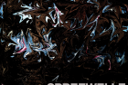 Spreewelle – Ausgabe 78